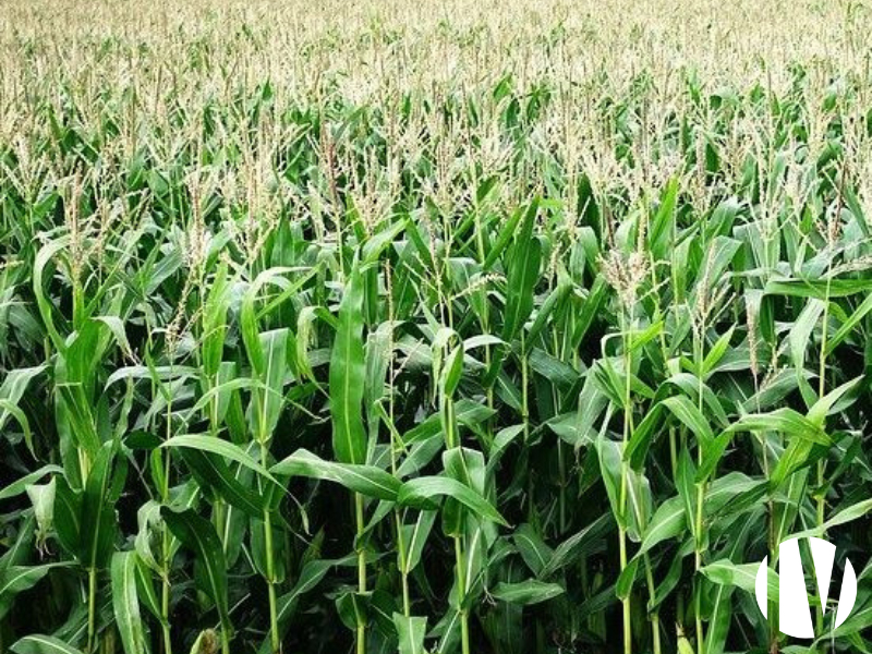 PAYS-DE-LA-LOIRE, très belle exploitation laitière sur 270 hectares - 