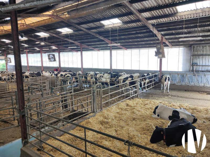 MAINE-ET-LOIRE, exploitation laitière sur 82 hectares groupés - 