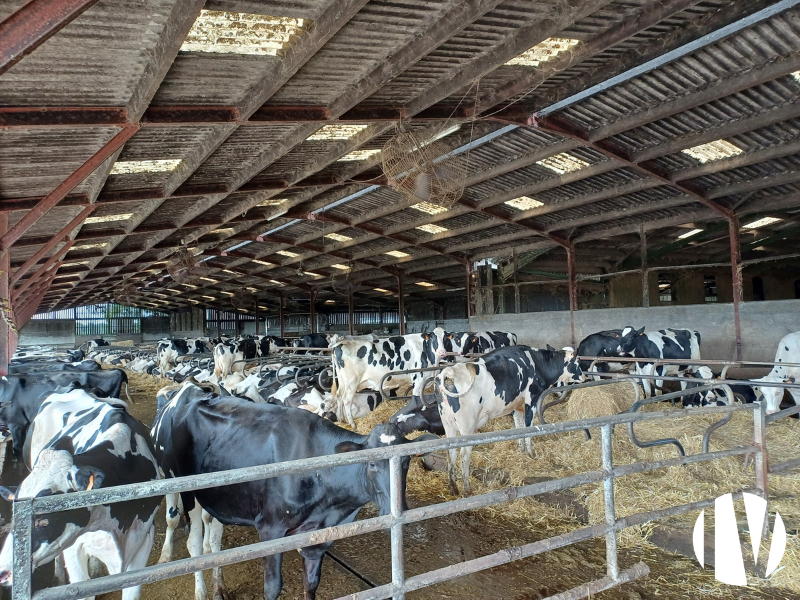 VENDEE. Exploitation polyculture et laitière sur 230 hectares - 