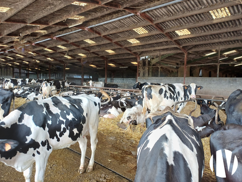 VENDEE. Exploitation polyculture et laitière sur 230 hectares - 