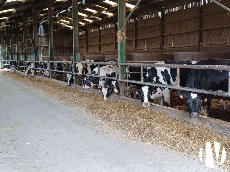 VENDEE. Mixed crop and dairy farm covering 230 hectares - 