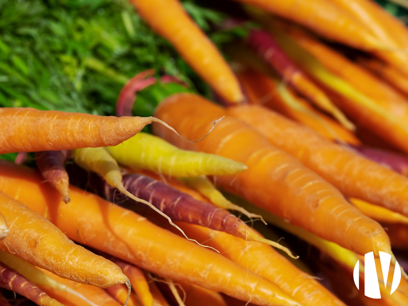 Sud Manche légumes de plein champ en bio - 