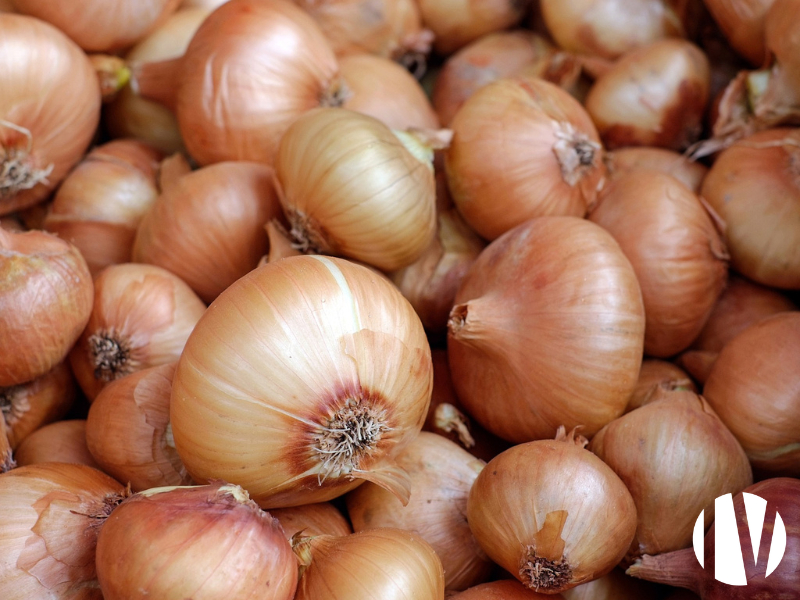 Sud Manche légumes de plein champ en bio - 