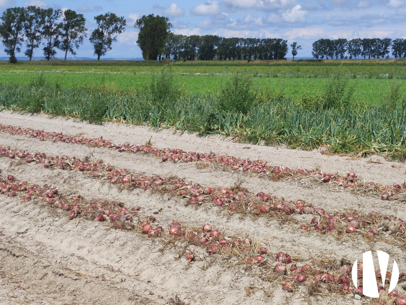 Zuid Manche biologische groenten in volle grond - 