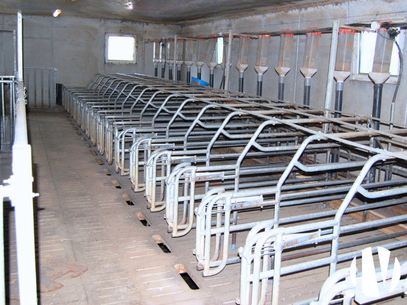 Finistère, Pig farm with 100 farrow-to-finish sows on 100 ha - 