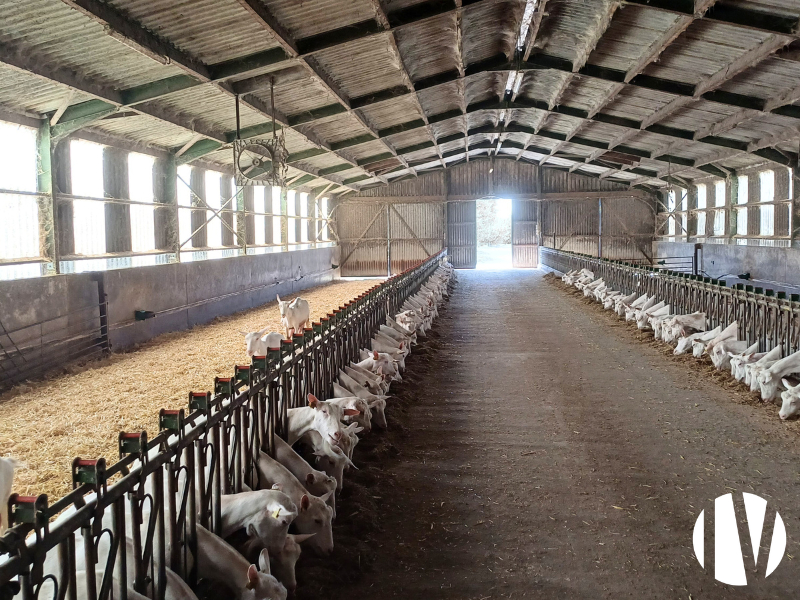 Loire-Atlantique, attractive, efficient and profitable goat farm on 70 hectares. - 