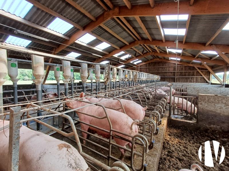 SARTHE, Exploitation porcine bio sur 150 hectares - 