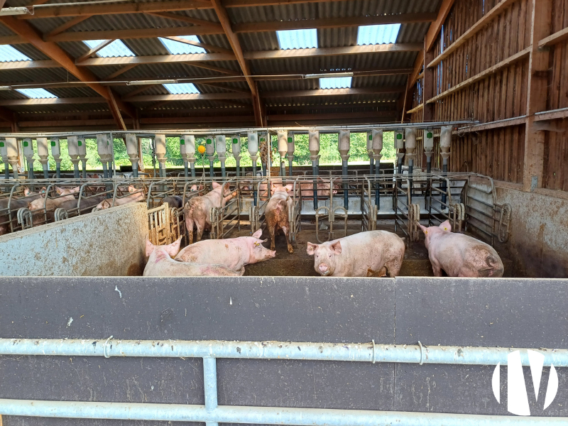 SARTHE, Organic pig farm on 150 hectares - 