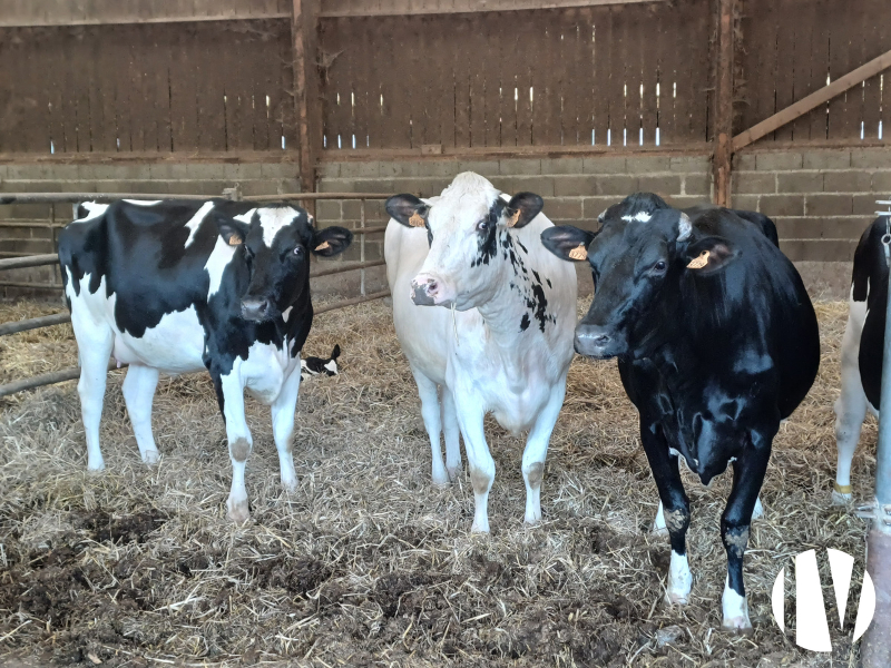 Melk en akkerbouw in het westen van Calvados - 