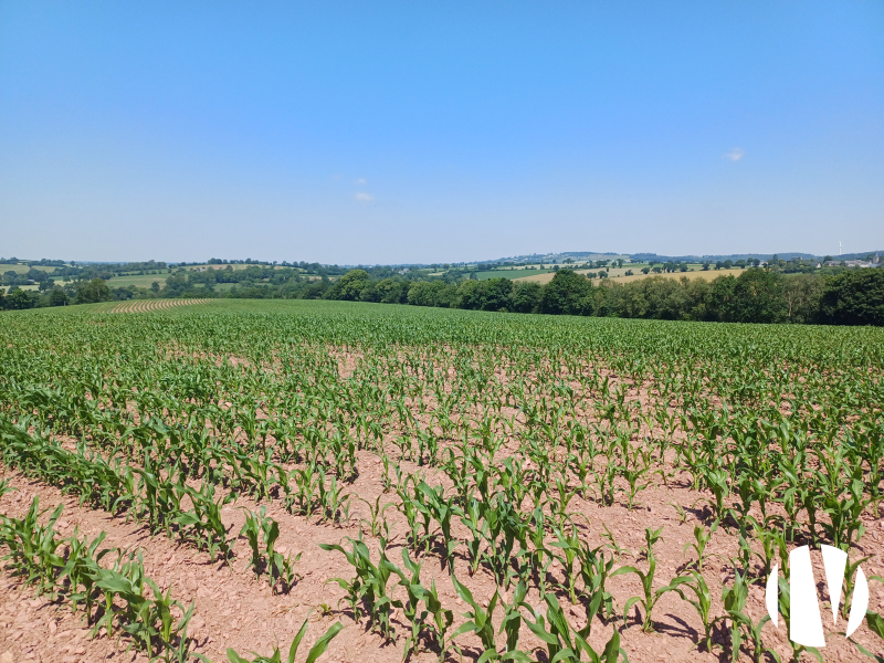 Melk en akkerbouw in het westen van Calvados - 