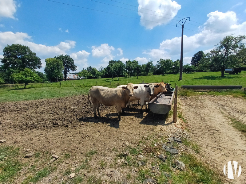 SUD MANCHE – Belle structure laitière sur 45 hectares - 