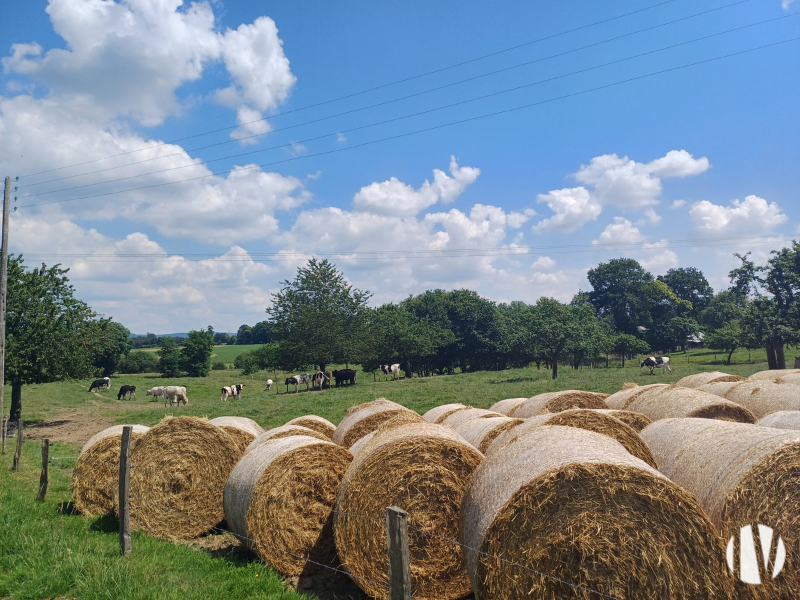 SUD MANCHE – Belle structure laitière sur 45 hectares - 