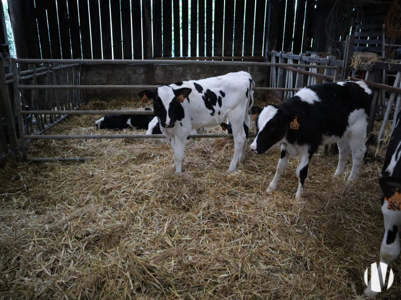 FINISTERE. Exploitation laitière robotisée sur 140 ha groupés. - 