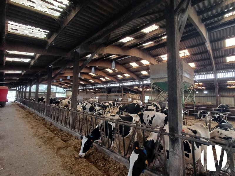 Manche: Well-equipped dairy farm - 