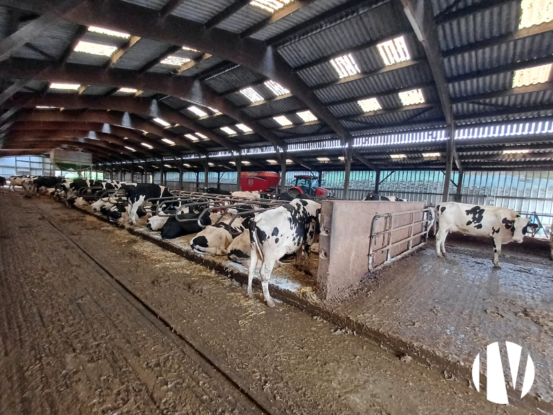 Exploitation laitière bien équipée Nord Cotentin - 