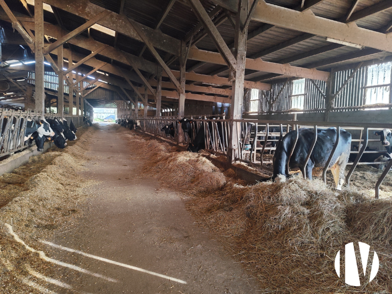 MORBIHAN – Modern 130-hectare dairy farm - 