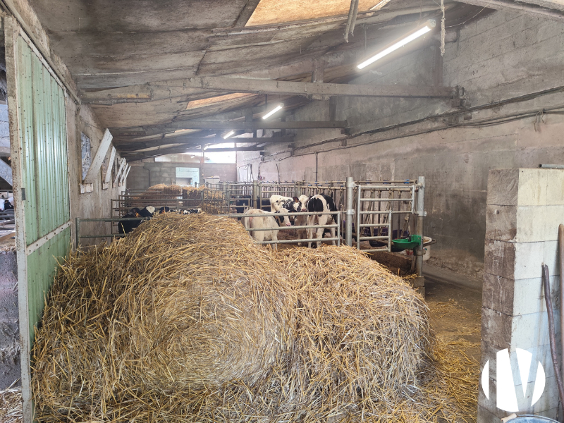 MORBIHAN – Modern 130-hectare dairy farm - 