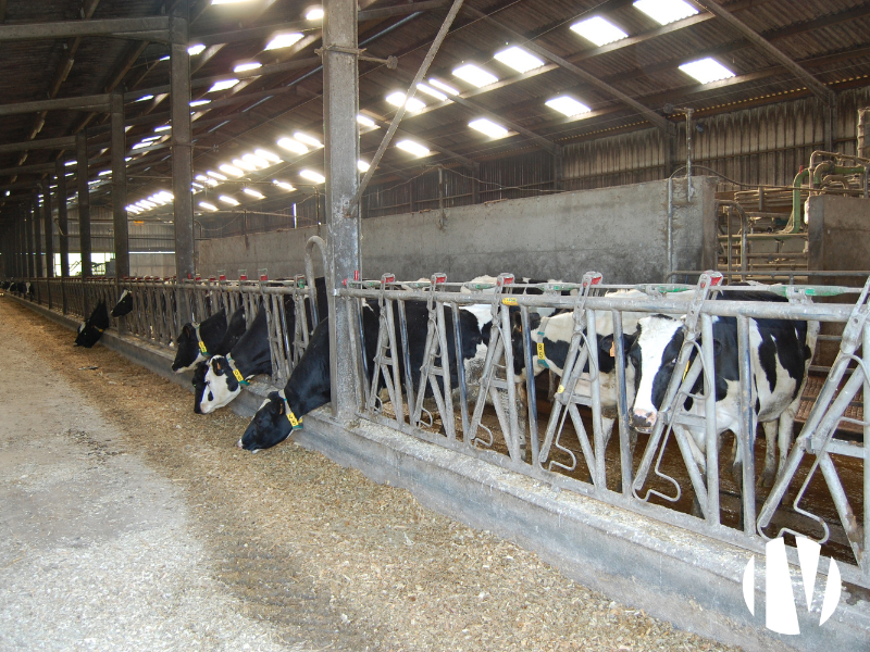 FINISTERE – 600,000 litres of milk on 130 hectares - 