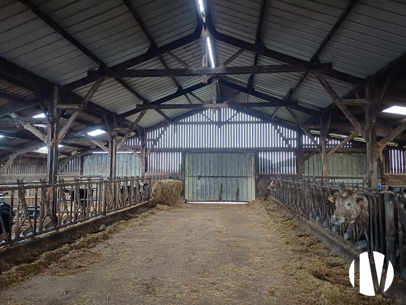 Morbihan- Exploitation laitière d’environ 590 000 litres de lait. - 