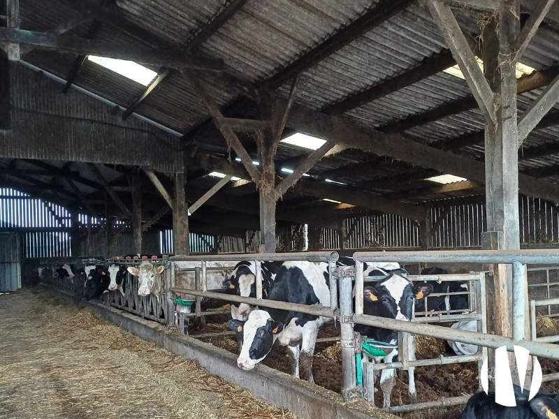 Morbihan- Exploitation laitière d’environ 590 000 litres de lait. - 