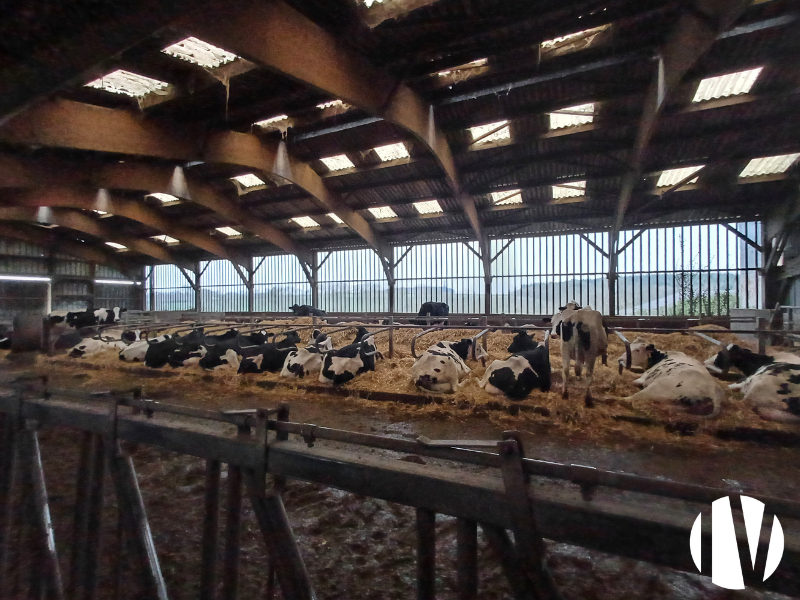 North Mayenne, Dairy farm on 75 hectares - 