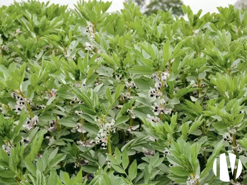 VENDEE – Polyculture élevage sur 170 hectares de foncier - 