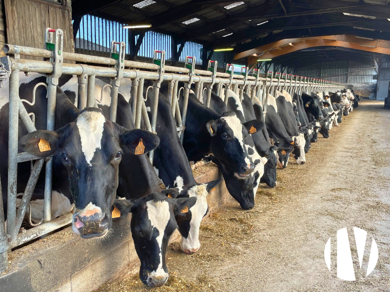 LOIRE-ATLANTIQUE. Very fine dairy farm, 620,000 litres - 