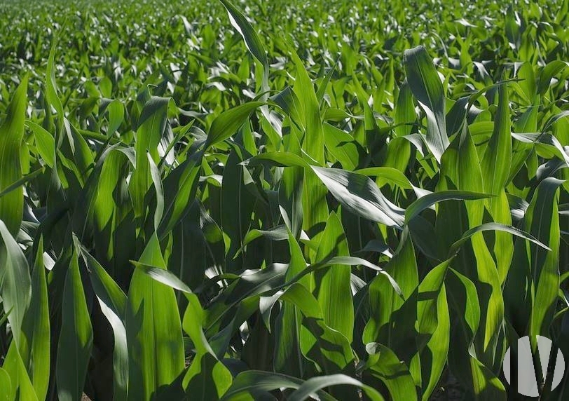 VENDEE. Exploitation polyculture sur 150 hectares - 