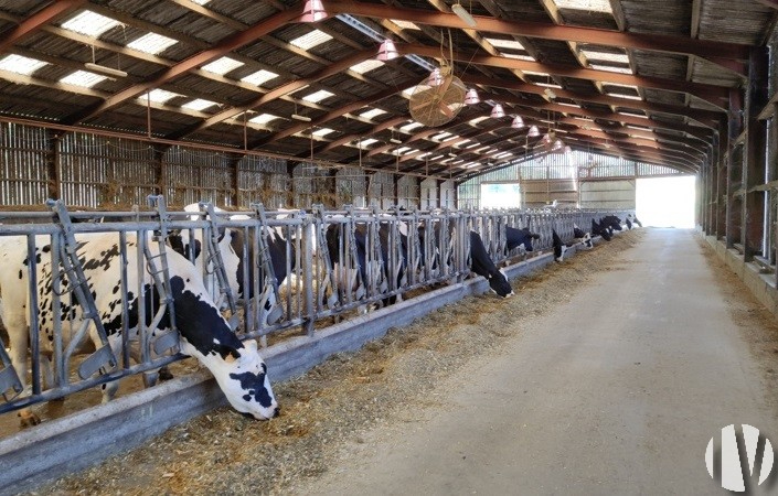 VENDEE. Exploitation laitière sur 250 hectares