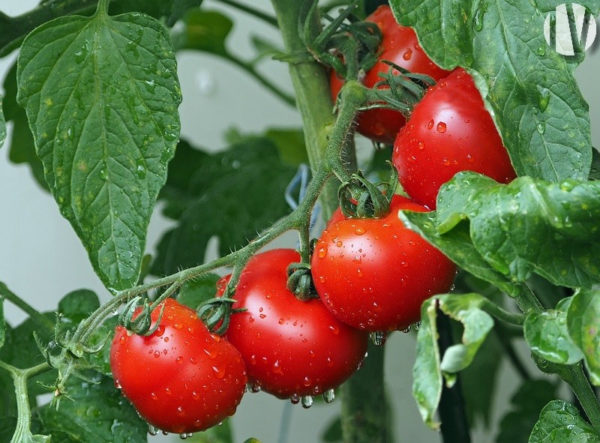 FINISTERE. Greenhouse tomato production