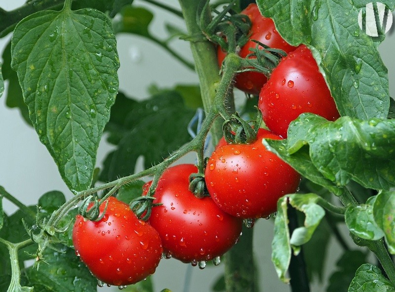 FINISTERE. Production de tomates sous serres