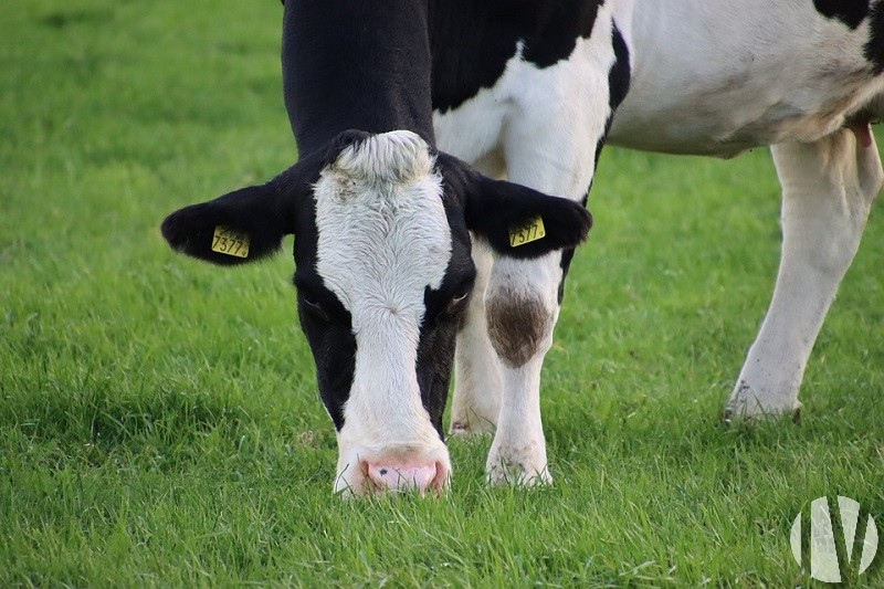 ILLE ET VILAINE. Melkveebedrijf op 77 hectare, goede winstgevendheid