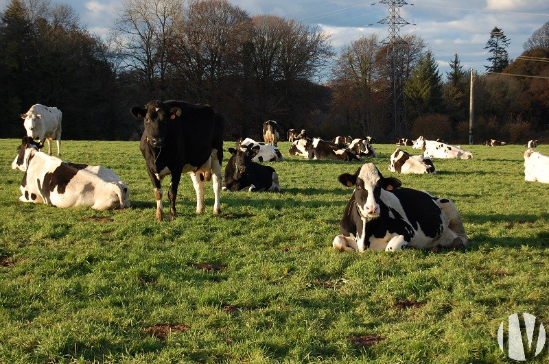 FINISTERE. Dairy farm  of 410 000 litres and poultry on 78 hectares