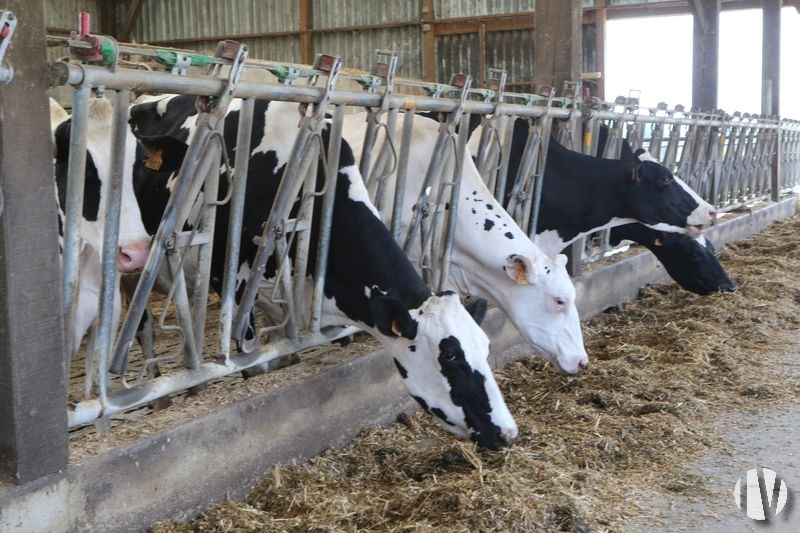 CÔTES D’ARMOR.  Modern dairy farm in the north-east of the department