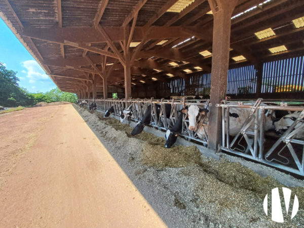 Milk and crops in western Calvados