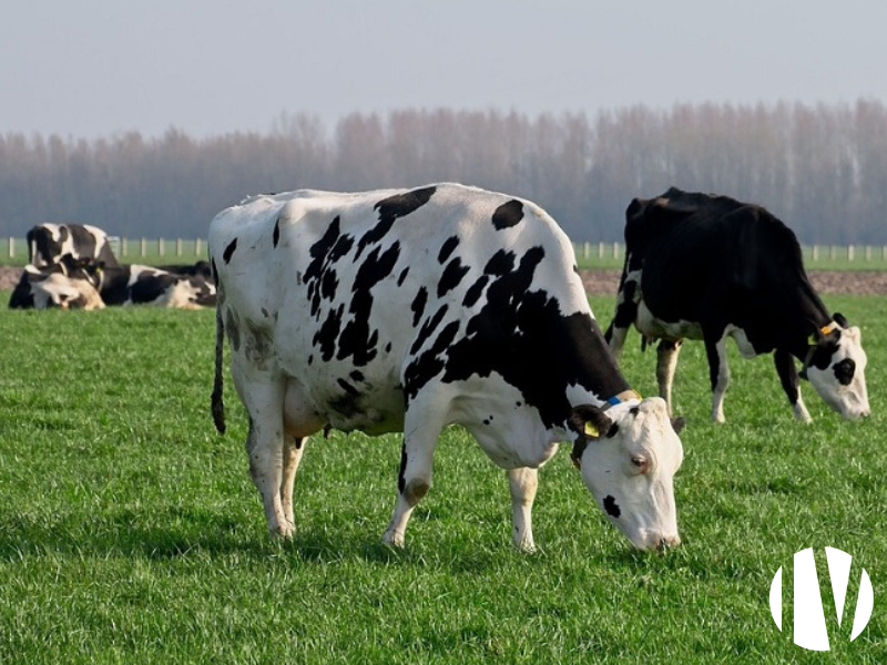 FINISTERE, 670,000L robotic milking with access to pasture