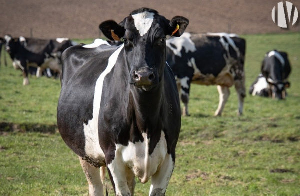 CÔTES D’ARMOR. Goed rendabel melkveebedrijf, huis met karakter