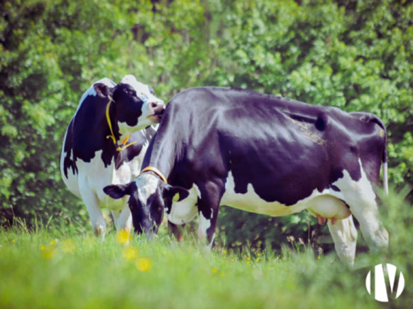 CENTRE MANCHE. Exploitation laitière performante sur plus de 200 hectares