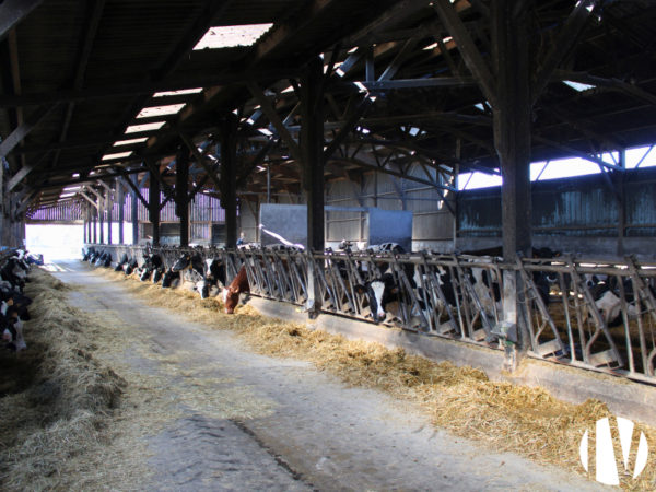 MORBIHAN – robotised dairy farm