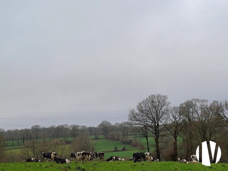 Morbihan- Exploitation laitière d’environ 590 000 litres de lait.