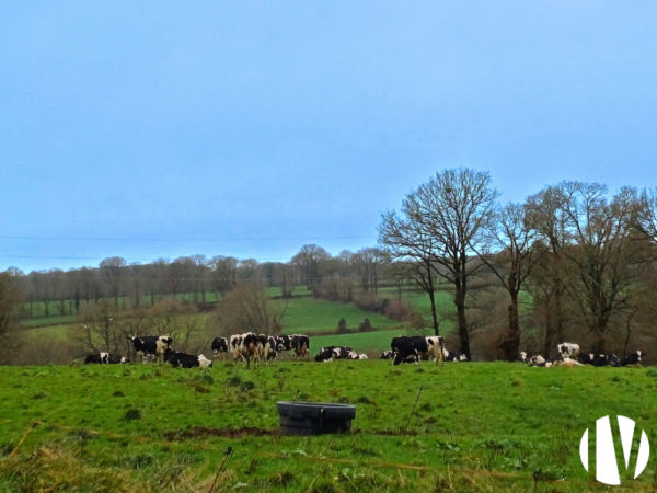 Morbihan- Exploitation laitière d’environ 590 000 litres de lait.