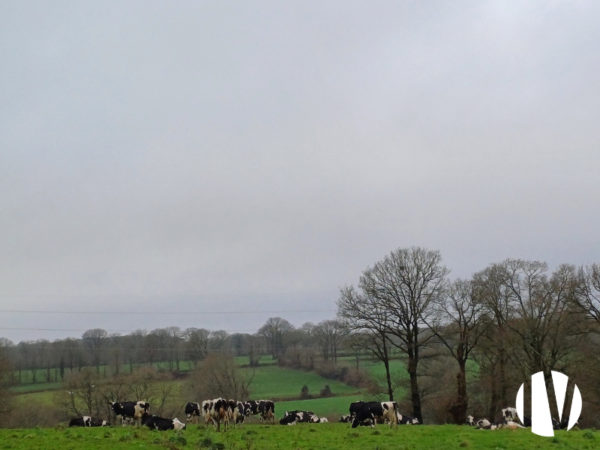 Morbihan- Melkveebedrijf met ongeveer 590.000 liter melk.