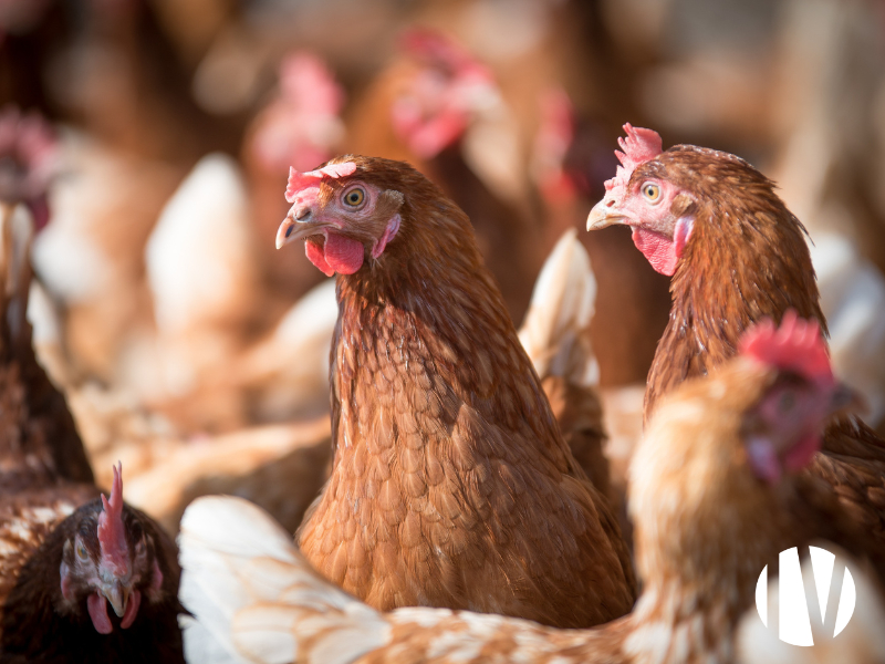 COTES D’ARMOR – Élevage de poulettes futures pondeuses en volière très rentable.