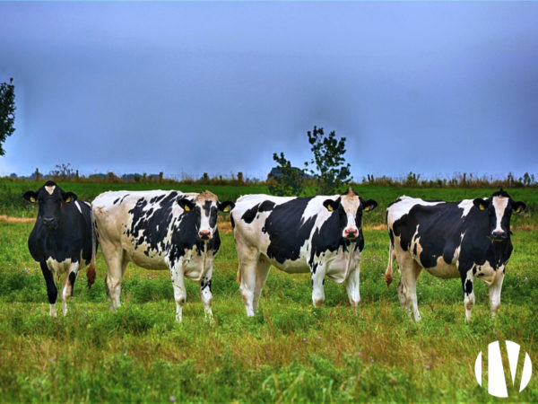 FINISTERE – 600 000 litres de lait sur 130 hectares