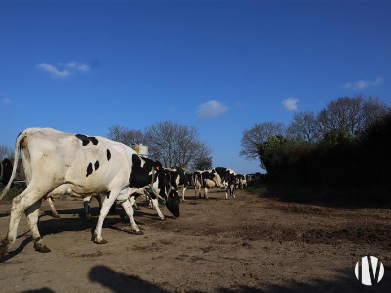 FINISTERE. Gerobotiseerd melkveebedrijf op 140 mooi verkavelde hectaren.