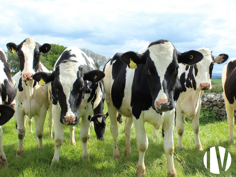 Bocage Ornais, Very nice dairy farm on 140 ha