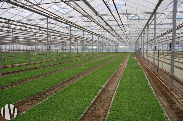 FINISTERE. Lamb’s lettuce production under cover and in the open