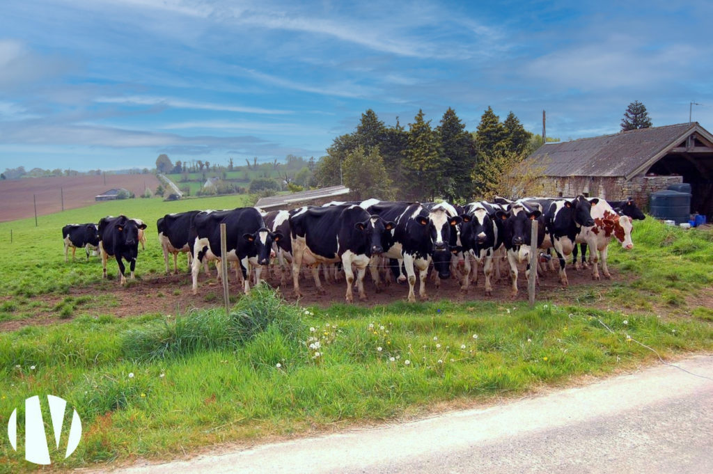 SOUTH FINISTERE. Beautiful dairy site close to amenities with 600,000 litres of milk on 80 grouped hectares