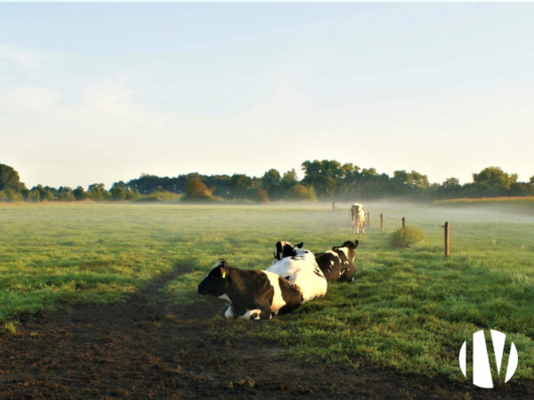 CALVADOS – BOB-melkveebedrijf op 150 hectare in de regio Bessin