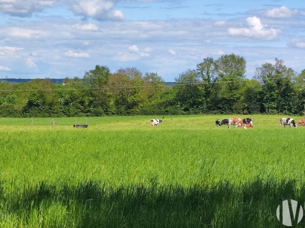 MAINE ET LOIRE.  Veehouderij op 41 mooi verkavelde hectares